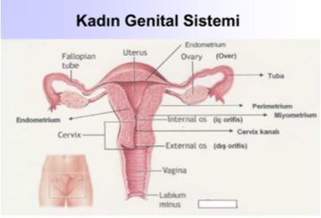 kadin-genital-sistemi